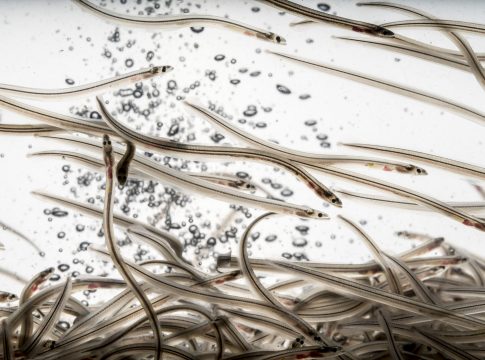 Angula-del-Delta-del-Ebro-noticias_gourmet