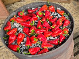 🌶️ El Pimiento del Piquillo de Lodosa: Del corazón de Navarra a tu mesa